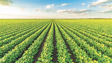 Intercropping- Definition, Example, Benefits - Agriculture Wale