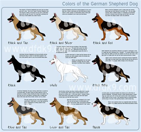 German Shepherd Colors by *MauserGirl on deviantART | misc pictures | Pinterest | Pets, Health ...