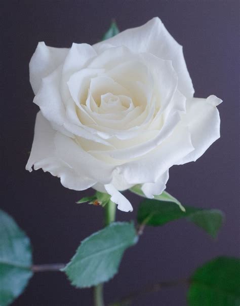 12 best Popular White Rose Varieties images on Pinterest | Rose ...