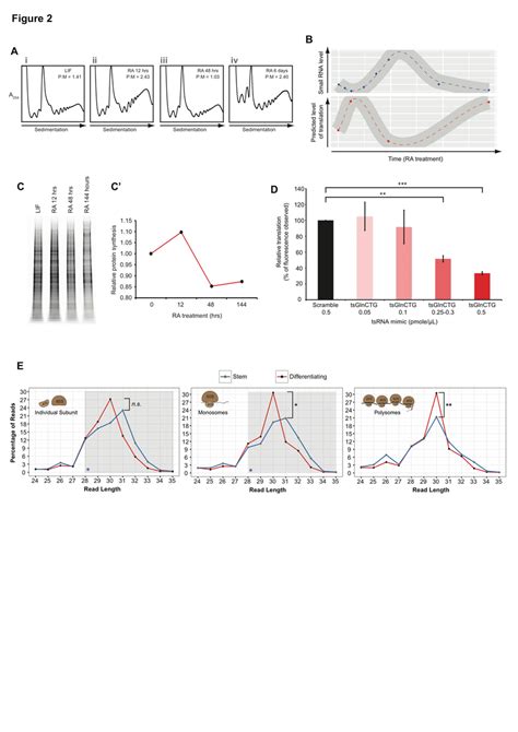 Molecular function of tsRNAs. (A) Polysome profiles and corresponding... | Download Scientific ...