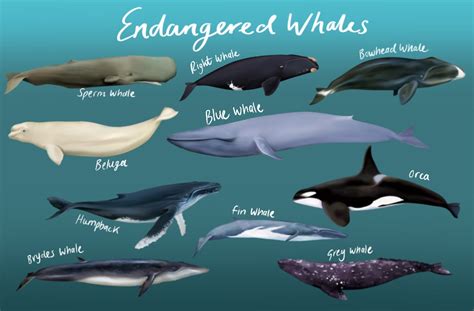 Free Endangered Whales PNG Clipart – Mels Brushes