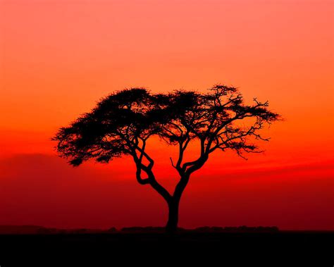 A Solitary Acacia Tree in the African Sunset Photograph by Mitchell R ...