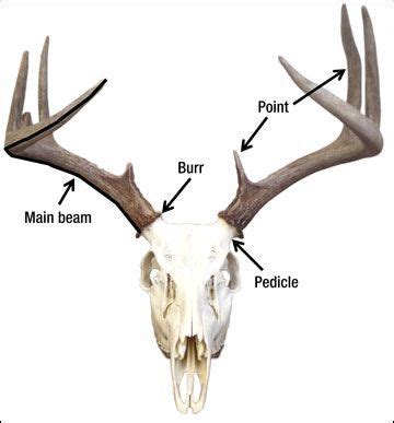 parts of a deer antler - Pesquisa Google | tattoo | Pinterest | Deer ...