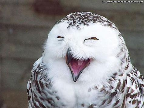 Funny owl wallpaper desktop |Funny Animal