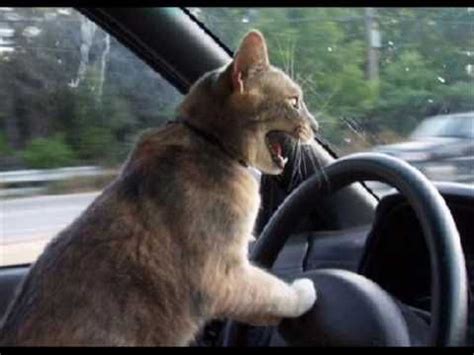 23 best Cats Driving Cars ;-) images on Pinterest | Autos, Cars and Cats