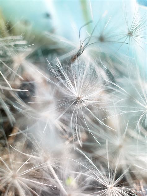 Thistle Seeds on Behance