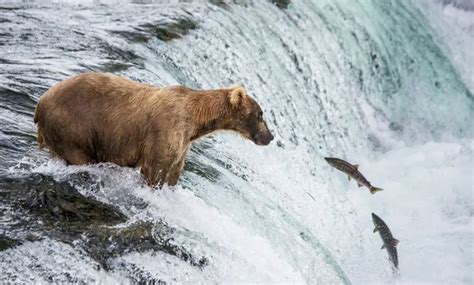 Oso Pardo Alaska Parque Nacional Katmai Caza Salmones Ursus Arctos ...