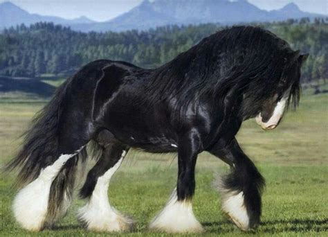 Pin by Nancy Varela on Caballos | Clydesdale horses, Horse breeds, Horses