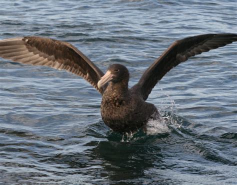 Southern Giant Petrel - Falklands Conservation