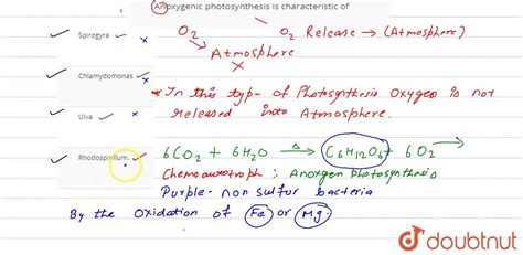 Anoxygenic photosynthesis is characteristic of