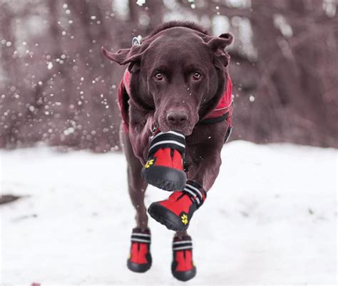 Best Dog Booties for Cold Weather,Winter and Snow