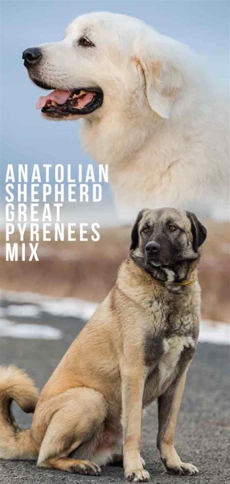 Anatolian Shepherd Great Pyrenees Mix—Is This Cross Right for You?