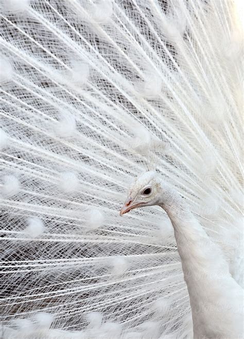 "White Peacock With Feathers Open" by Stocksy Contributor "Brandon Alms" - Stocksy