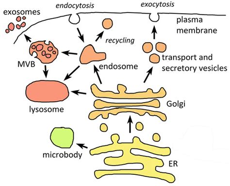 Life | Free Full-Text | Unique Endomembrane Systems and Virulence in Pathogenic Protozoa