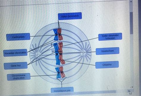 Solved Sister chromatids Centromere Sister chromatid | Chegg.com