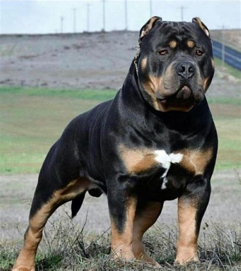 Rottweiler Pitbull Mix: Every Information - Petsmartgo