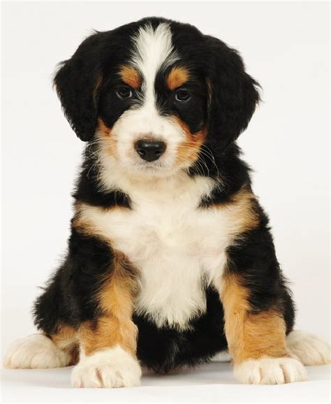 Bernedoodle puppy from Swissridge kennels Dogs Puppy Hounds Puppies | Mixed breed puppies ...