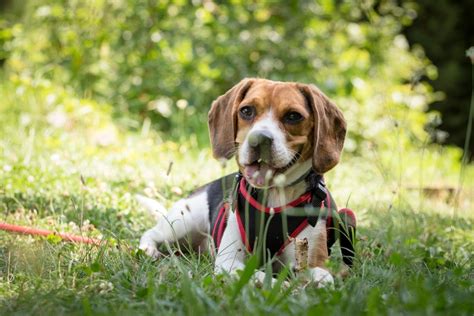 What Makes Beagles a Perfect Dog for Kids? - Colbert On Demand