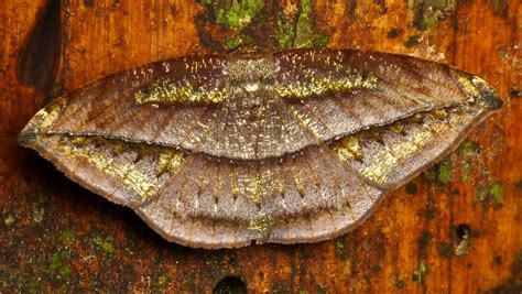 Geometer Moth, Geometridae | Andreas Kay | Flickr