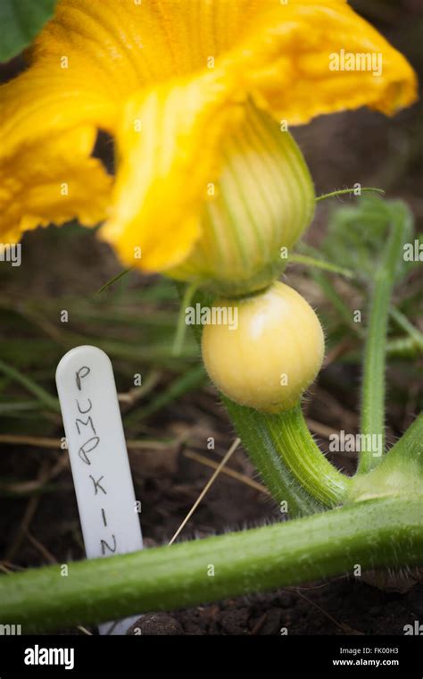 A pumpkin plant in the early stages of growth with a pumpkin label Stock Photo - Alamy