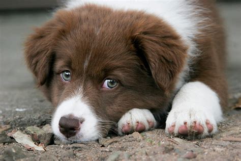 Brown Border Collie puppy | Border collie puppies, Collie puppies ...