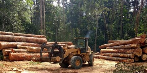 GUINEA: Government reintroduces logging, despite deforestation | Afrik 21