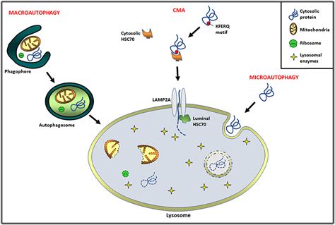 Frontiers | Hallmarks of Aging: An Autophagic Perspective