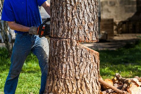 How to Cut Down a Tree With a Chainsaw: Safe and Effective Tips - Power Tool Hacks