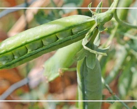 30+ Best Carrot Companion Plants: What to Plant with Carrots