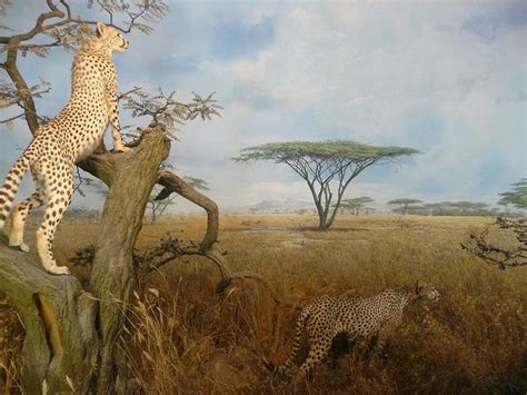 Cheetahs diorama idea | Habitats projects, Animal report, Diorama