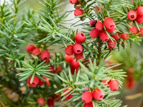 Taxus Yew Shrubs - How To Grow Yew Bushes