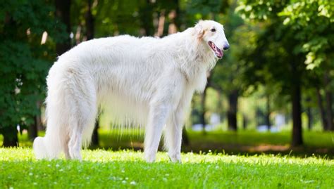 Borzoi Dog Breed Profile – Top Dog Tips