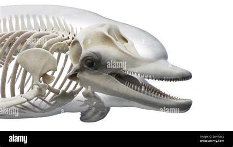 Dolphin's skeletal system, illustration Stock Photo - Alamy