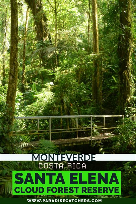 Santa Elena Cloud Forest Reserve: In the Heart of the Cloud Forests – Paradise Catchers