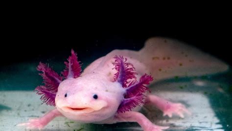 Best Axolotl Breeding Complete Updated Guide 2024