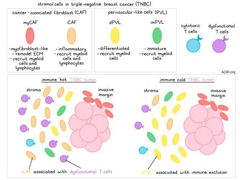 Stromal cells affect immune infiltrate in triple-negative breast cancer