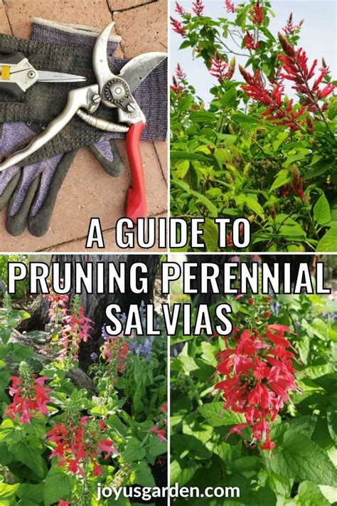 Pruning Salvias: Pruning and Trimming 3 Different Types of Salvias ...