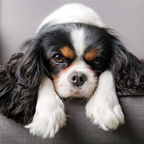 Cavalier king charles spaniel rescue near me - fessmaple