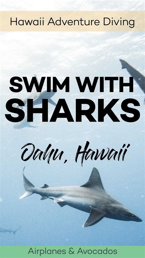 Shark Diving in Oahu with Hawaii Adventure Diving | Hawaii adventures ...