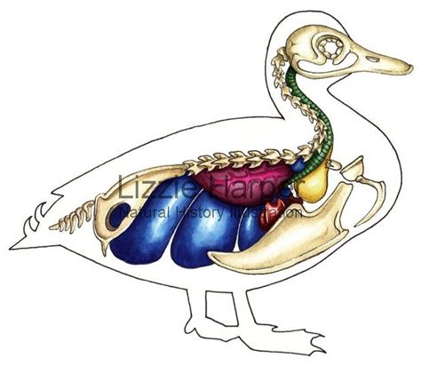 Duck anatomy. This shows some organ systems of a duck. | Drawing ...