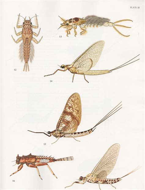 Aquatic Entomology: The Fisherman's and Ecologists" Illustrated Guide ...