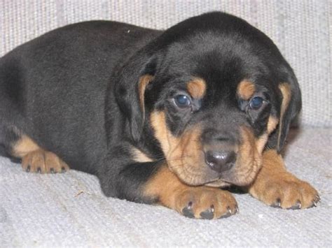 Miniature Rottweiler Puppies For Sale In Alvinston Ontario | Rottweiler ...