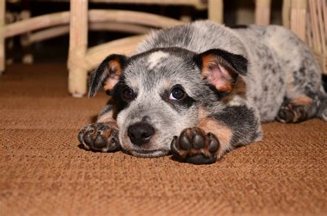 Blue Heeler Size Guide: How Big Do Australian Cattle Dogs Get? - Puppy ...