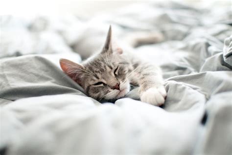 Sleeping With Cats: Yay or Nay? - Catster