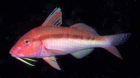 Goatfish | Fun Animals Wiki, Videos, Pictures, Stories