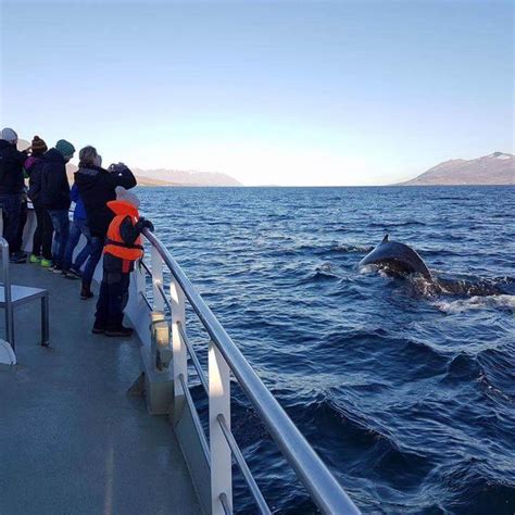 Akureyri Whale Watching Tour | ambassador.is