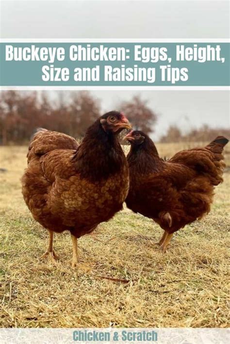 Buckeye Chicken: Eggs, Height, Size and Raising Tips