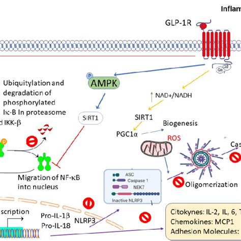 GLP-1 receptor activation induces an anti-inflammatory response ...