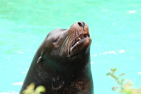 California Sea Lion Teeth