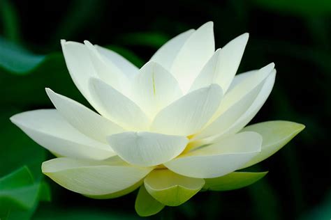 Lotus Flower- symbol of purity and great beauty-Buddhism